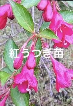 トキワマンサク（抜き苗）トキワマンサク苗木 - メルカリ