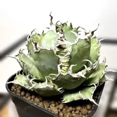 2025年最新】アガベフィリグリーの人気アイテム - メルカリ