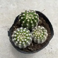 93-夏香 新品種花サボテン エキノプシス属 花10−12cm カキコ - メルカリ