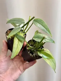 2025年最新】セブブルーの人気アイテム - メルカリ