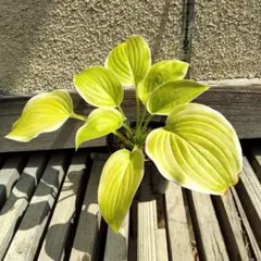 中型種 ギボウシ / ホスタ フォビドゥンフルーツ 1芽 中型種 ギボウシ / ホスタ フォビドゥンフルーツ 1芽 - メルカリ