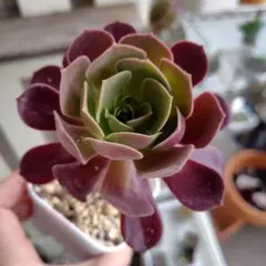 50.黒法師 アエオニウム 1株 抜き苗 多肉植物のサムネイル