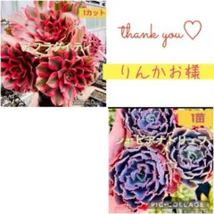 りんかお様 リクエスト 2点 まとめ商品