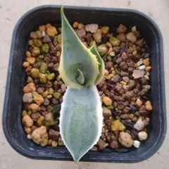 アガベ　重田怒雷神錦　（アトミックゴールドOC） アガベ 重田怒雷神錦 （アトミックゴールドOC）