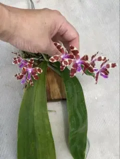 開花中】板付け 原種胡蝶蘭 violacea Phal 洋蘭 - メルカリ