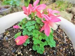 まーぶるくん様 リクエスト 3点 まとめ商品