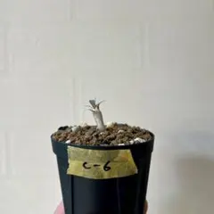 2025年最新】フォークイエリア コルムナリスの人気アイテム - メルカリ