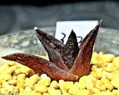 3222 アリゲーター　多肉植物 ハオルチア アロエのサムネイル