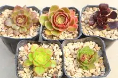 アエオニウム 小苗8種類セット⭐️お買い得 - メルカリ
