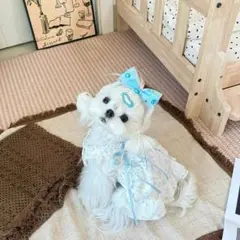 ブルー花柄レースワンピース 犬·猫服 ペット服 春夏 コットン 清楚系