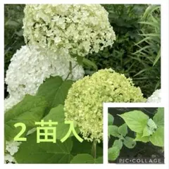 アナベル抜き苗2本 ネコポス⑦ - メルカリ