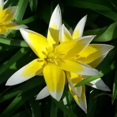 KojiSheppard様 リクエスト 2点 まとめ商品