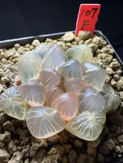 39f 多肉植物 ハオルチア 紫王オブツーサ錦糊斑 自家繁殖 鉢植え発送