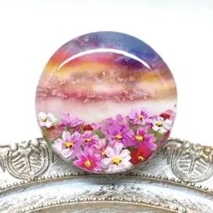 夕焼け空と秋桜