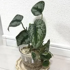 2026年最新】スキンダプサスの人気アイテム - メルカリ