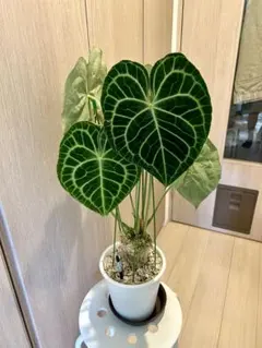 『希少品種』Anthurium\