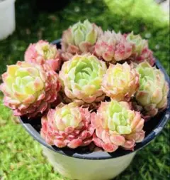 多肉植物 エケベリア カット苗 6苗セット シャーロットローズ等 シャーロットローズ エケベリア | 多肉植物カット苗の通販