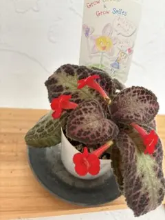 エピスシア クプレアタ ピンクヘブン M＆L Episcia 子株3 - メルカリ