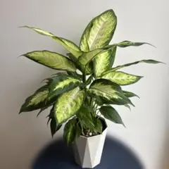 直接取引】ディフェンバキア 7号 エコフォームズ 鉢 ソーサー 観葉植物