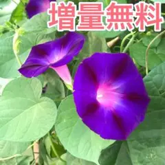 希少☆大輪朝顔☆黒女王の苗☆青斑入蝉葉濃葡萄鼠丸咲大輪（黒女王)☆9