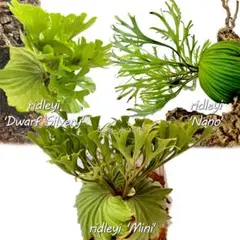 ビカクシダ、Aプラス　nano③ペドロ①Shishi出品 gensunflower様専用 ビカクシダ15種セット、ペドロ2株、セルソタツタ