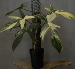 フロリダビューティー くき伏せ　①のサムネイル