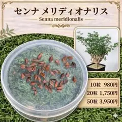 「種子20粒」センナ メリディオナリスのサムネイル