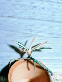 koazuki様 リクエスト 2点 まとめ商品