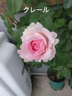 maki様 リクエスト 2点 まとめ商品　バラ苗