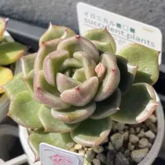 多肉植物 ラズアガ 4個 大きめ【B】 多肉植物 ラズアガ 4個 大きめ【B】 多肉植物 ラズアガ 4個 大きめ【B】