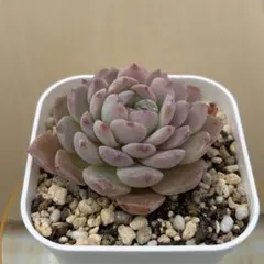 2026年最新】エリークイーンの人気アイテム - メルカリ