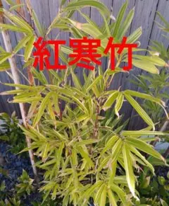 金明竹挿し木成功ポット苗 - メルカリ