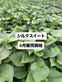 100本☆サツマイモ 【シルクスイート】切り苗 - メルカリ