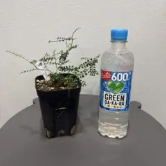オペルクリカリア　パキプス　根挿し40のサムネイル