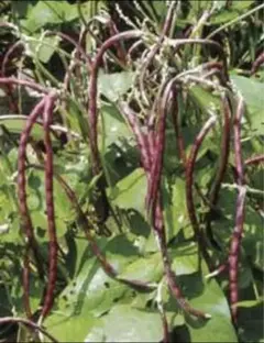 マングローブ オヒルギ 発根あり 苗 観葉植物 海干潟 水槽