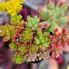 多肉植物 10苗セット カット苗 クラウゼン錦 花火 オクロ エケベリア韓