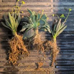 オトンナ　実生3本セットのサムネイル