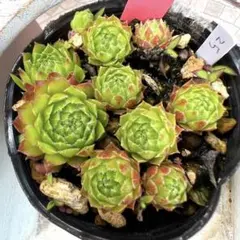 みゅ〜さま。気まぐれ　カラフル　センペルビウム　ぎゅ～ぎゅ～ 気まぐれ カラフル センペルビウム カット苗 プチ寄せ植え - メルカリ