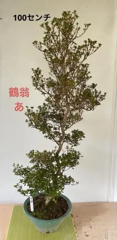 盆栽 皐月 サツキ 立ち上がり 樹形　鶴翁　あのサムネイル