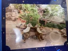 2025年最新】ディズニークリッターカントリーの人気アイテム