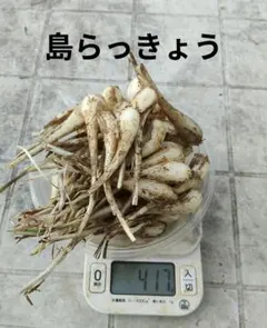 元祖！沖縄本島産！島らっきょう種苗 100本 - メルカリ