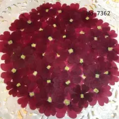 アトリエ ライム＆まろん様 リクエスト 2点 まとめ商品