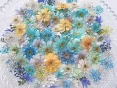 小花詰め合わせ　マトリカリア　No.381