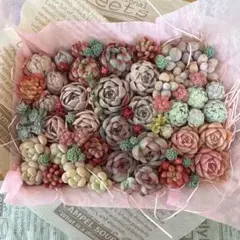 tottoko様 リクエスト 2点 まとめ商品