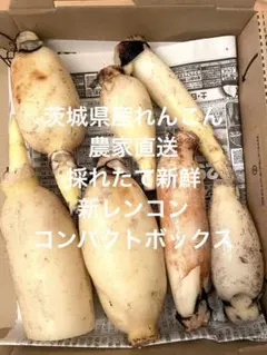新鮮なレンコン 茨城県産れんこん　新れんこん　コンパクトボックスのサムネイル