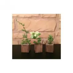 ウッドキューブ × フェイク植物