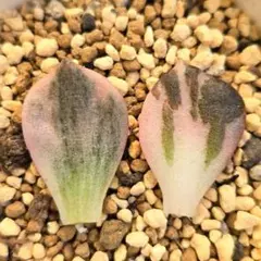 ブラックピンク錦＆ブラックストライプ錦　葉挿し苗セット ブラックピンク錦＆ブラックストライプ錦 葉挿し苗セット ブラック