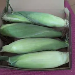 もちとうもろこし 黄色の粘玉米 4本のサムネイル