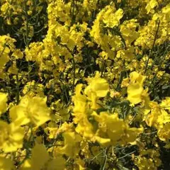 さや様  専用ページ♡