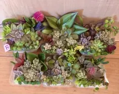 F多品種　カラフル　育て方メモ　多肉植物　紅葉が綺麗❤️6つセット